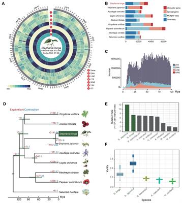 Genome assembly of Stephania longa provides insight into cepharanthine biosynthesis